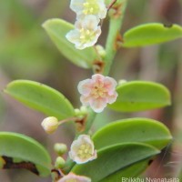 Phyllanthus wheeleri G.L.Webster